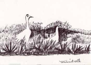 "Whooping Cranes" by Mary Lou Lindroth, Rockton IL - Ink